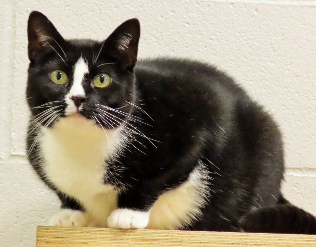 Enlarge 3-120 Truffle, a Adoptable Domestic Short Hair in Amityville, NY image 10/12
