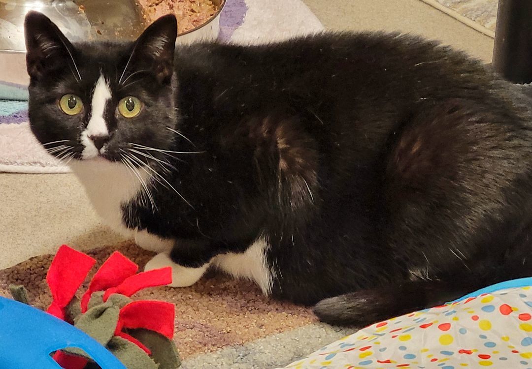 Enlarge 3-120 Truffle, a Adoptable Domestic Short Hair in Amityville, NY image 12/12