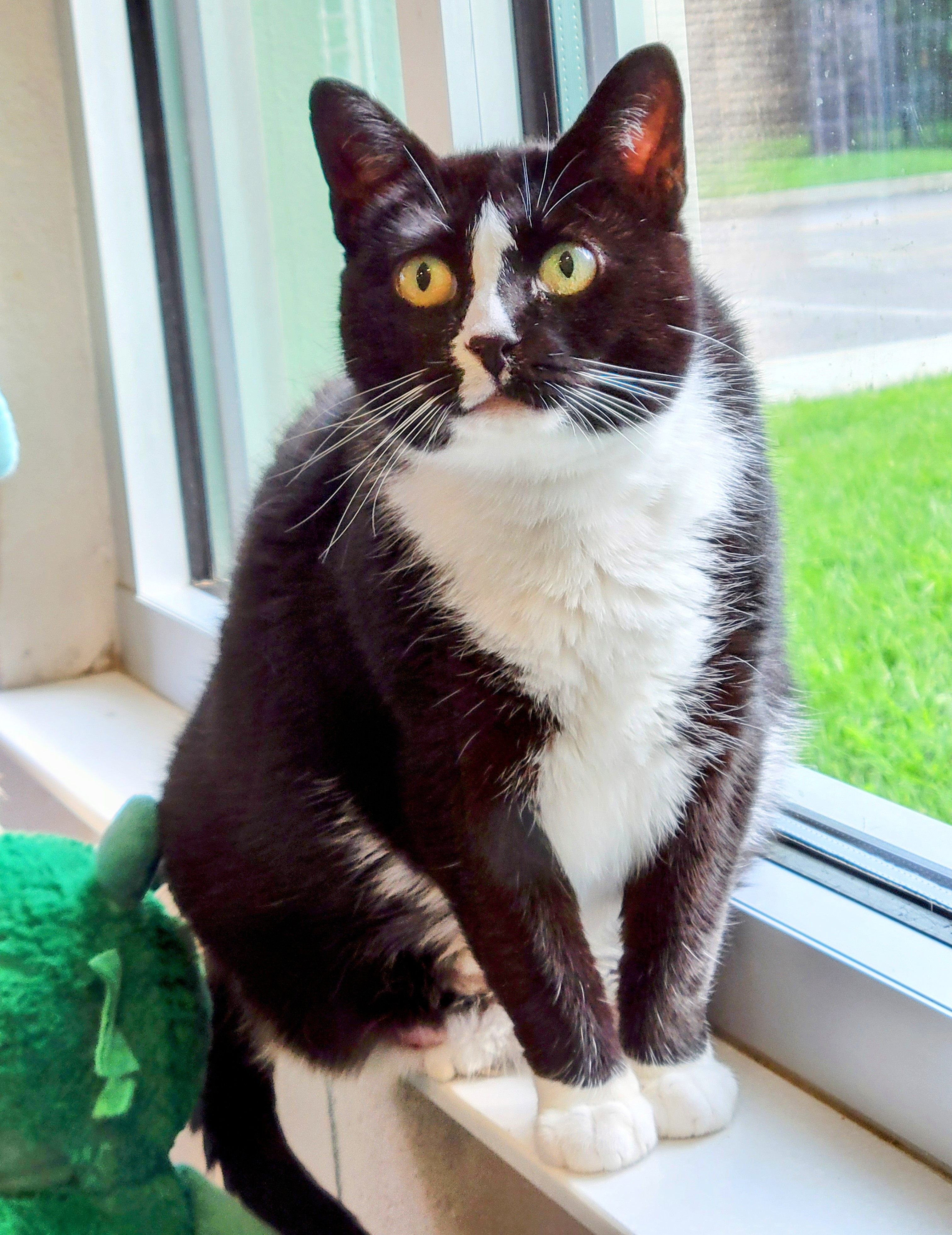 Enlarge 3-120 Truffle, a Adoptable Domestic Short Hair in Amityville, NY image 3/12