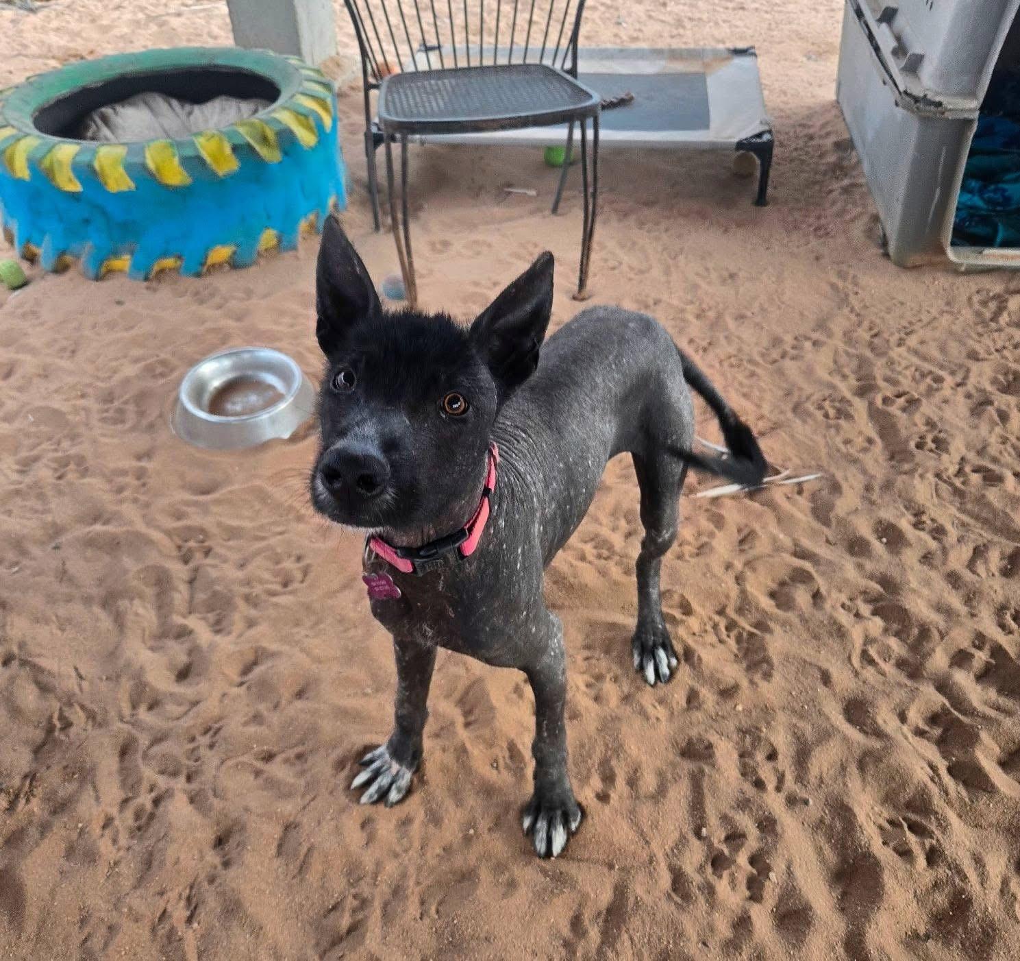 Xolo, a Adoptable mixed breed in Cabo San Lucas, BCS image 1/2