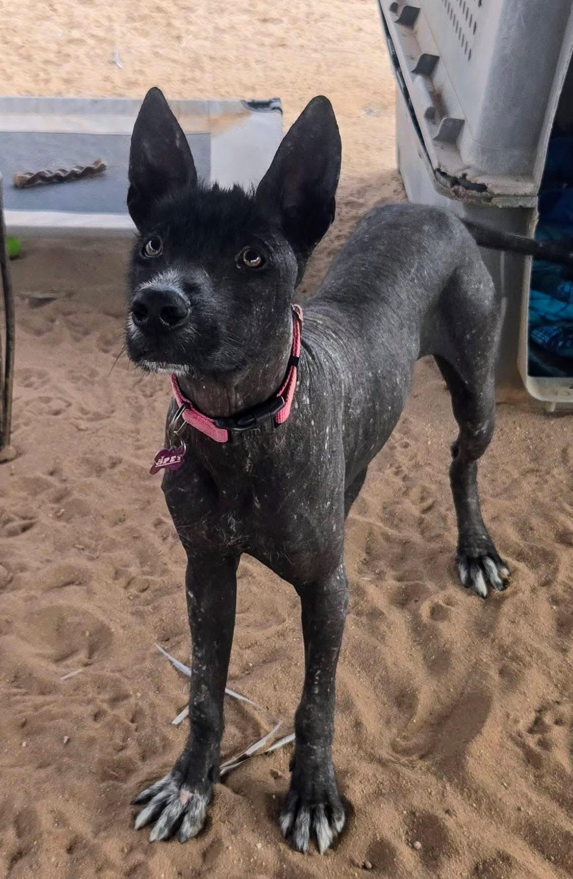 Xolo, a Adoptable mixed breed in Cabo San Lucas, BCS image 2/2