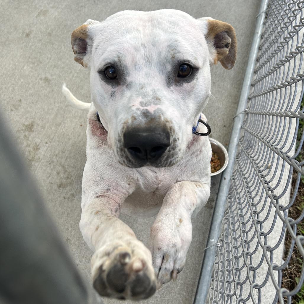 Enlarge Sparta, a Adoptable mixed breed in Uniontown, PA image 1/1