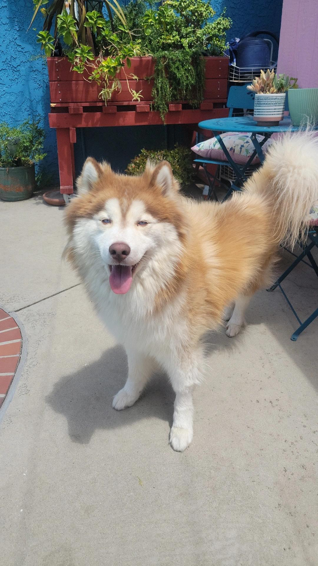 husky red coat