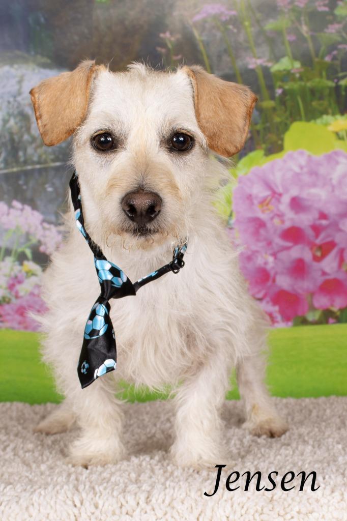 Enlarge Jensen, a Adoptable mixed breed in Gilbert, AZ image 1/3