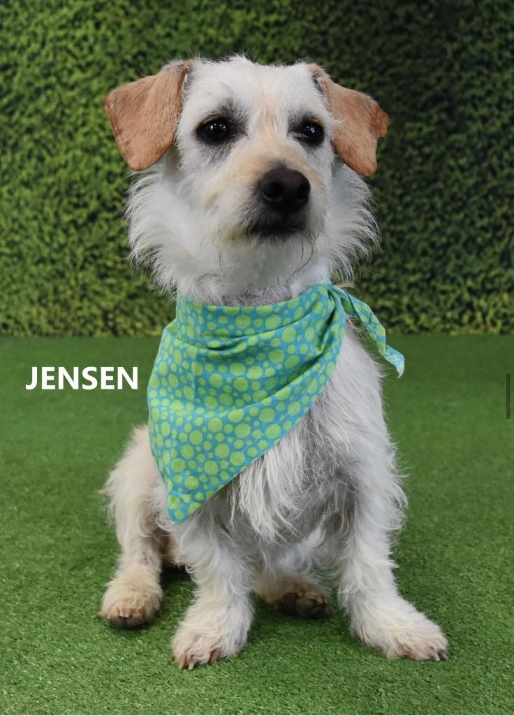 Enlarge Jensen, a Adoptable mixed breed in Gilbert, AZ image 2/3
