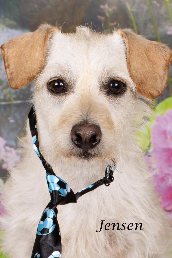 Enlarge Jensen, a Adoptable mixed breed in Gilbert, AZ image 3/3