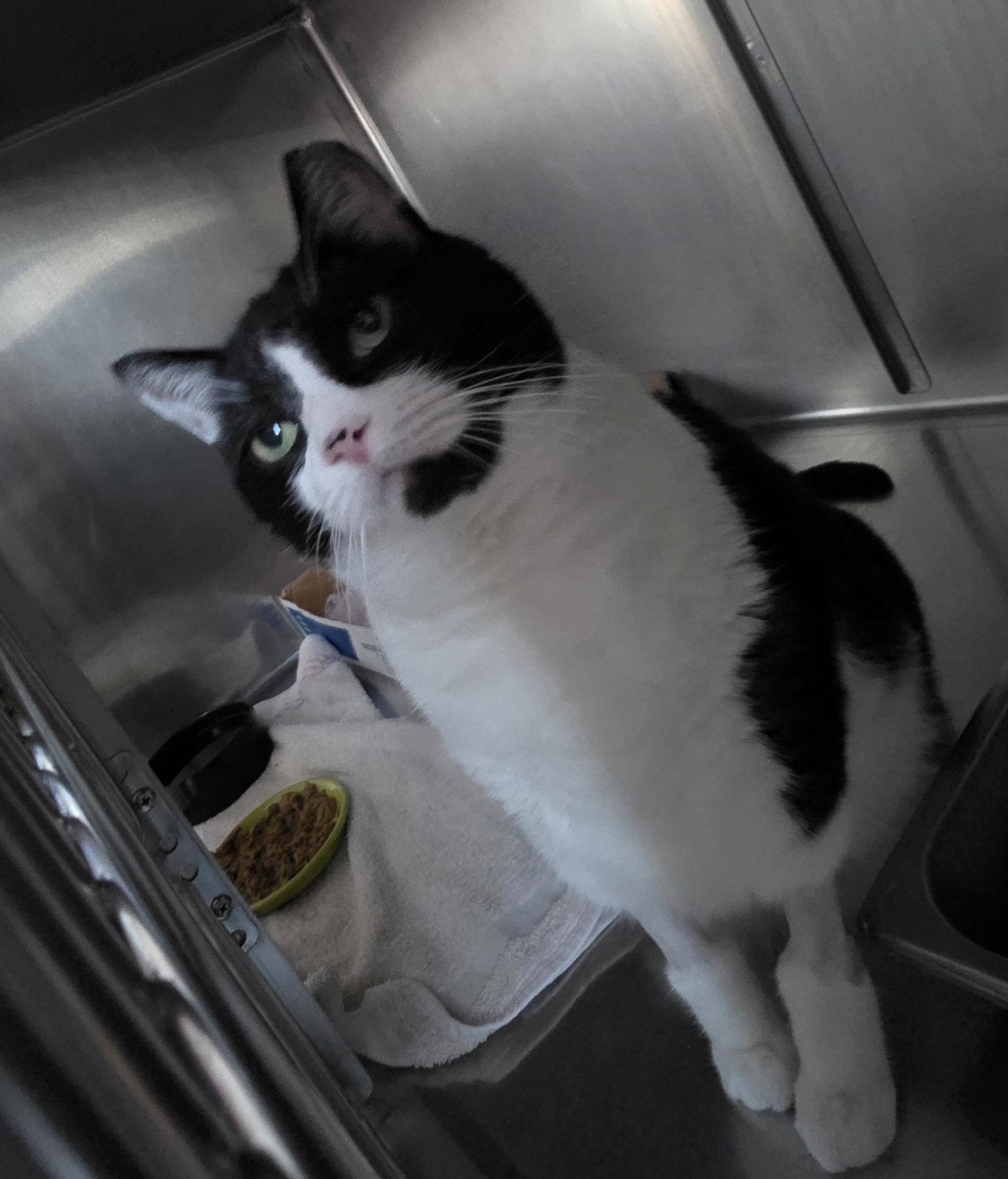 Charles, Adoptable, Adult Male Domestic Short Hair.