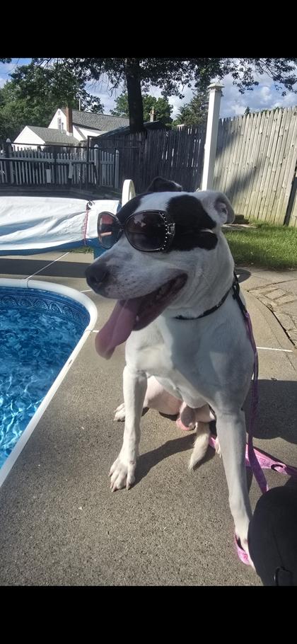 Enlarge Cowboy, a Adoptable Mixed Breed in Scotia, NY image 1/3