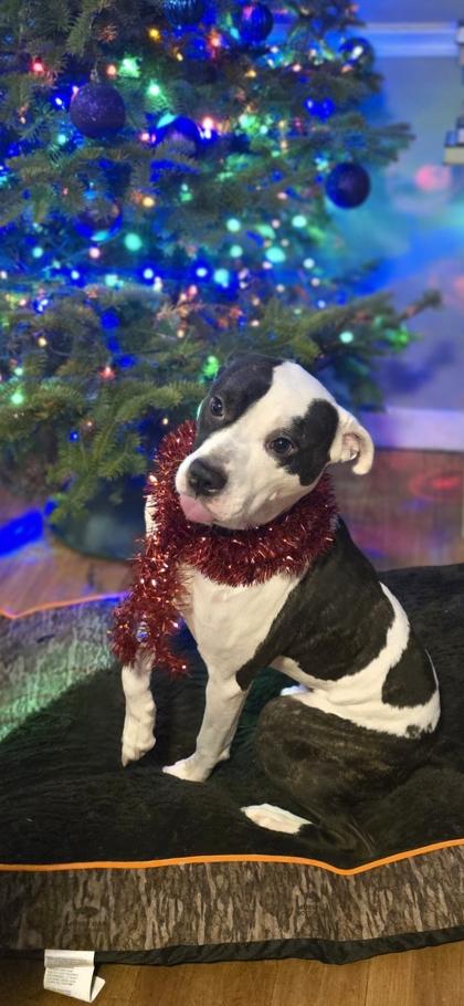 Enlarge Cowboy, a Adoptable Mixed Breed in Scotia, NY image 2/3