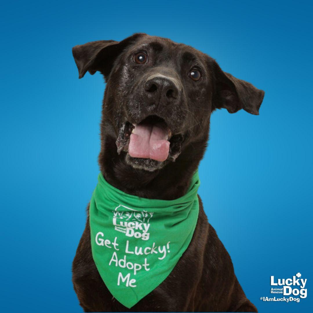 Mikey, Adoptable, Adult Male German Shepherd Dog & Labrador Retriever.