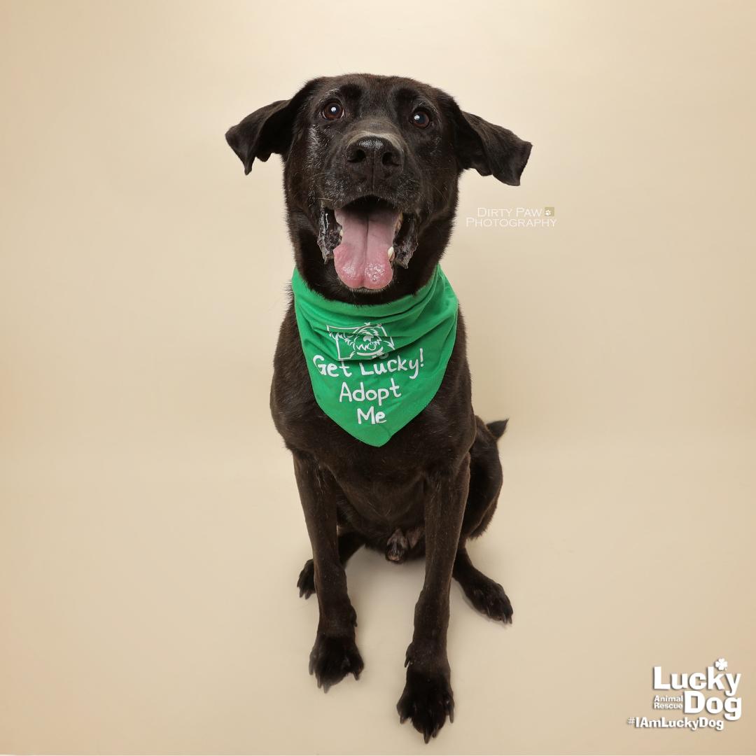 Mikey, Adoptable, Adult Male German Shepherd Dog & Labrador Retriever.