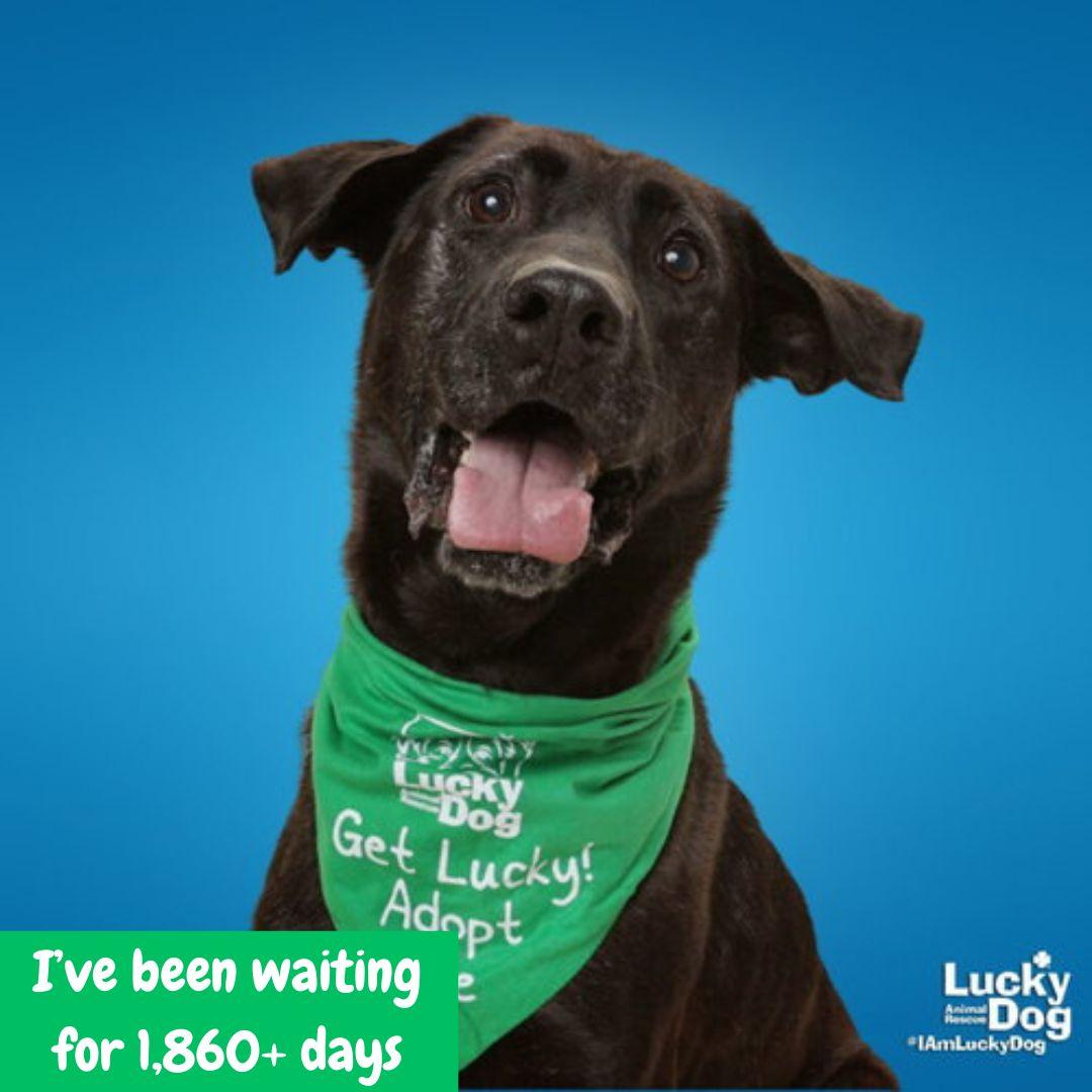 Enlarge Mikey, a Adoptable mixed breed in Washington, DC image 2/3