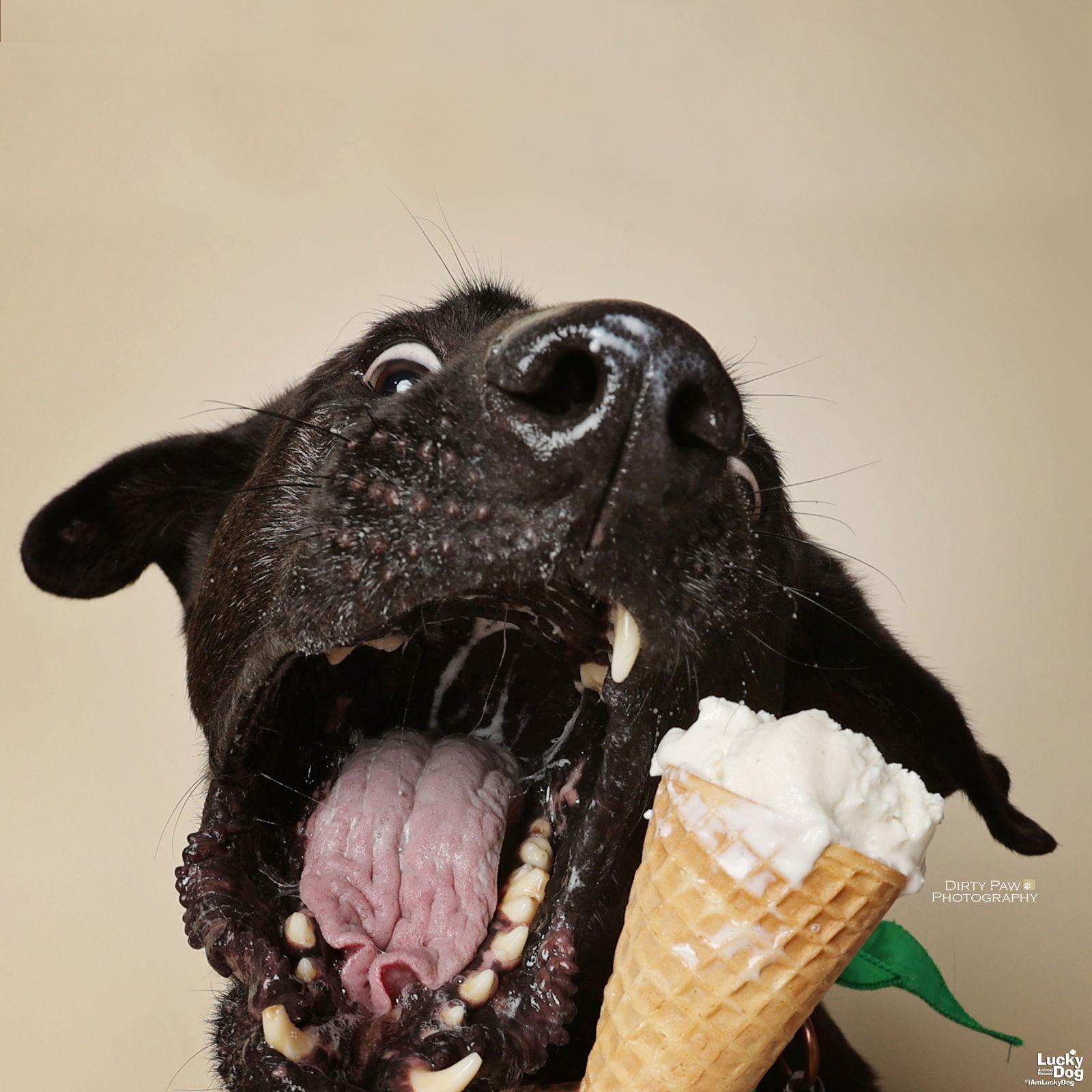 Enlarge Mikey, a Adoptable mixed breed in Washington, DC image 3/3