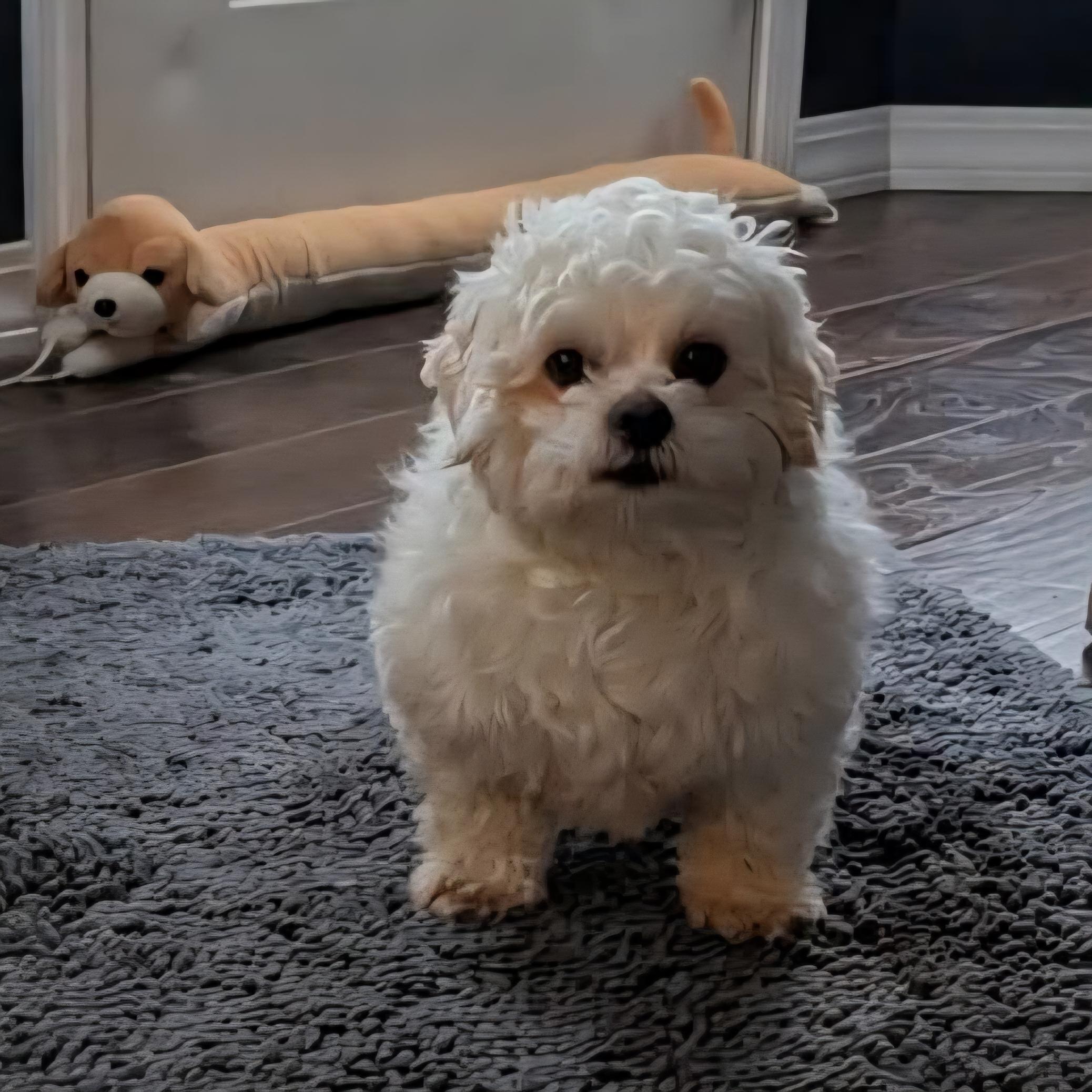 Enlarge Bamboo, an adopted mixed breed in Normal, IL image 6/6