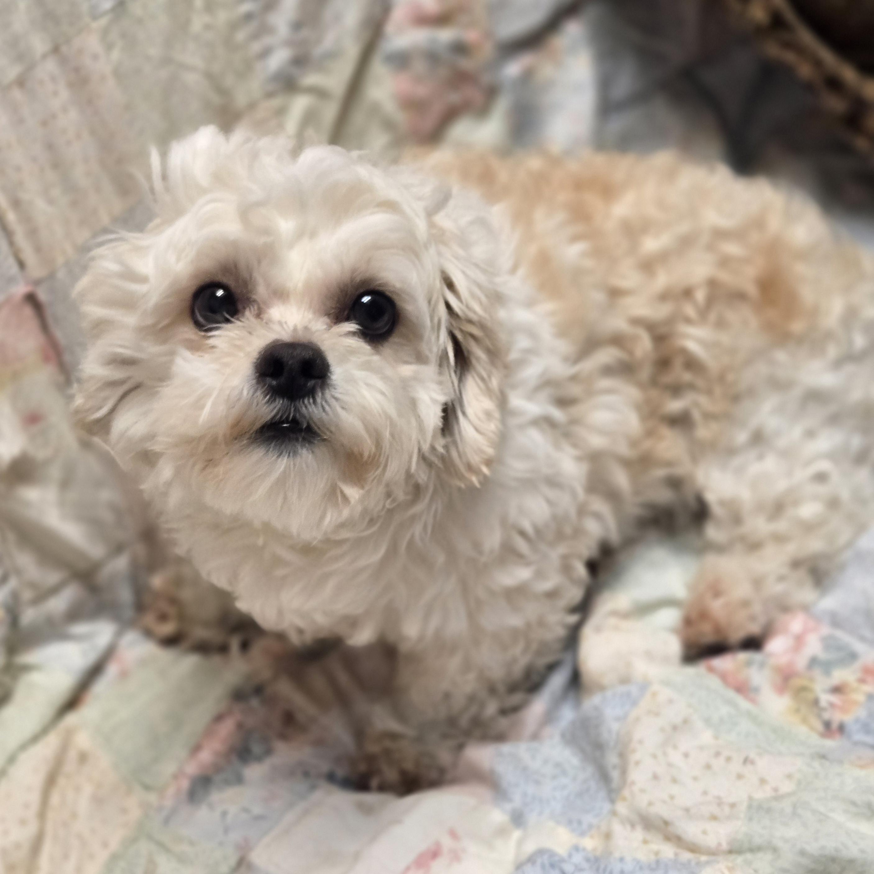 Enlarge Bamboo, an adopted mixed breed in Normal, IL image 2/6