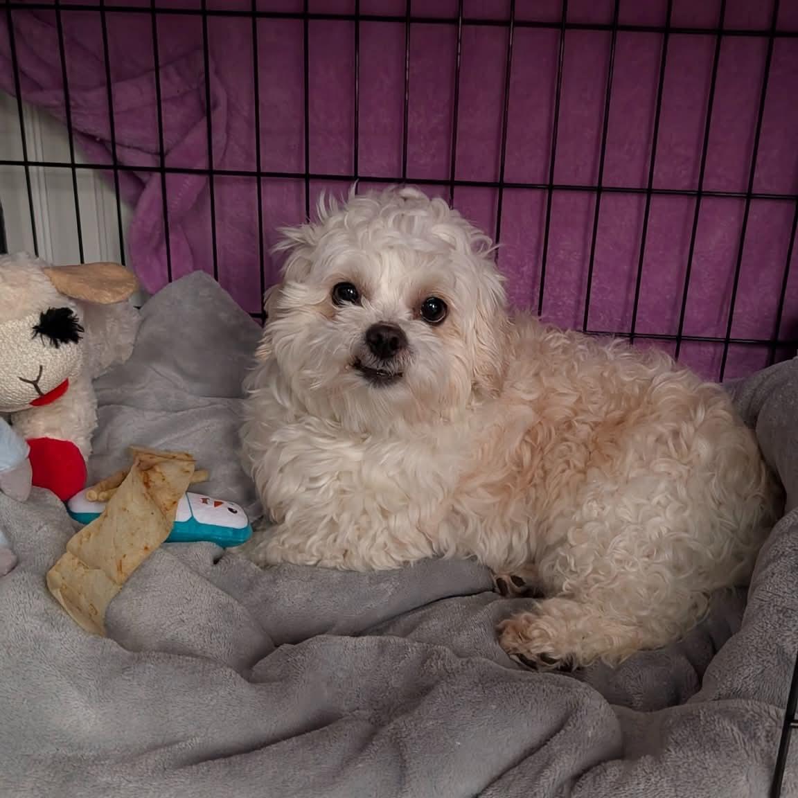 Enlarge Bamboo, an adopted mixed breed in Normal, IL image 5/6