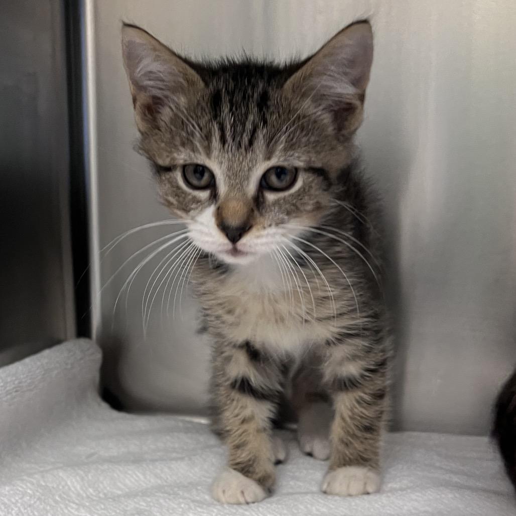 Figaro, Adoptable, Kitten Male Domestic Short Hair.