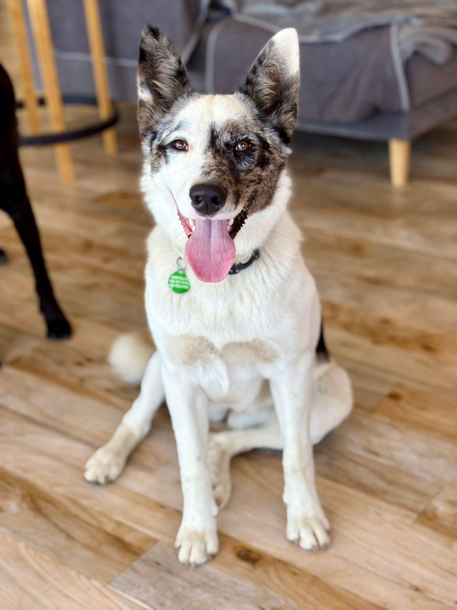 Courtesy listing - Luna, a ADOPTABLE mixed breed in Bend, OR image 2/5