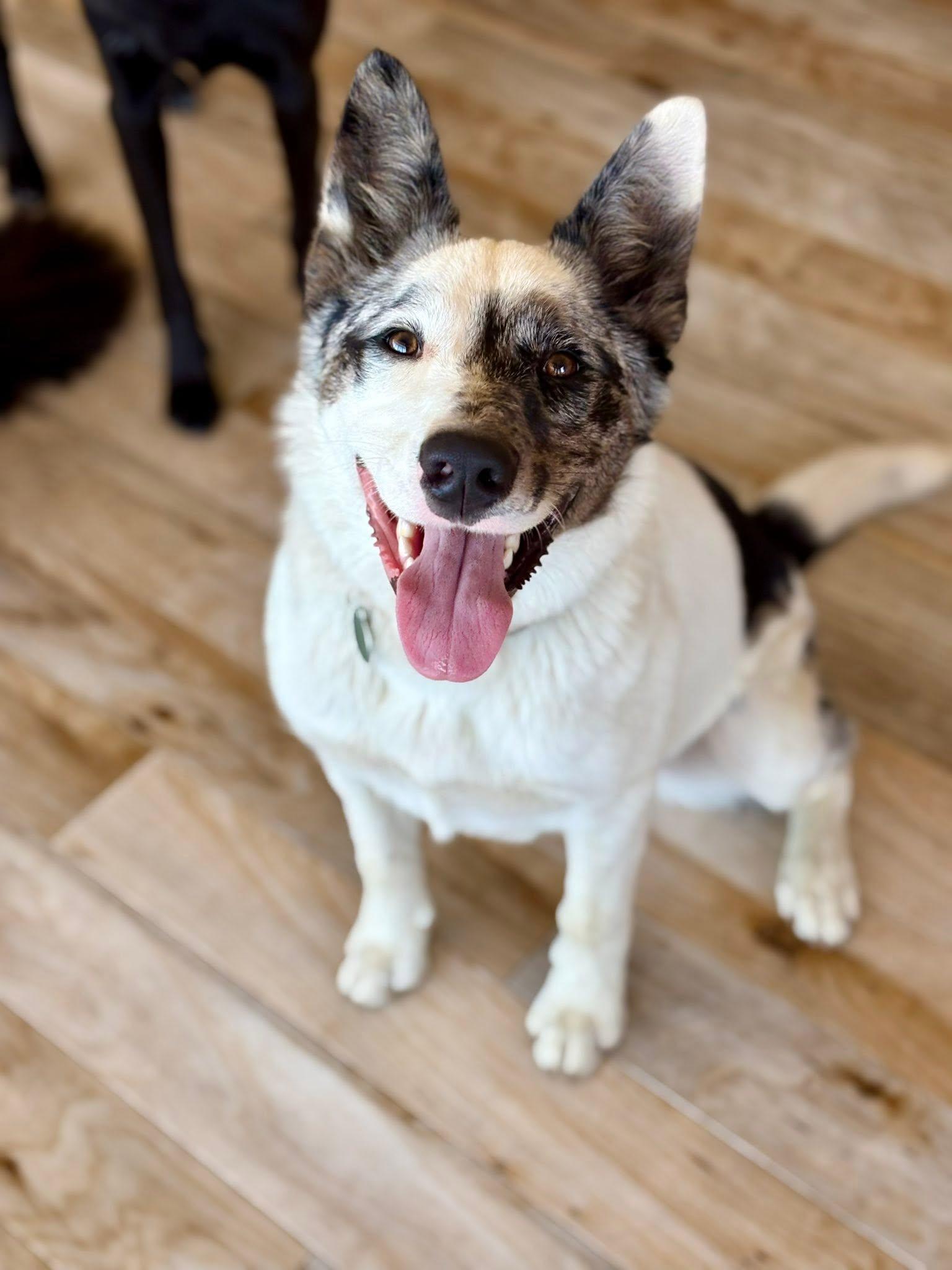 Courtesy listing - Luna, a ADOPTABLE mixed breed in Bend, OR image 4/5