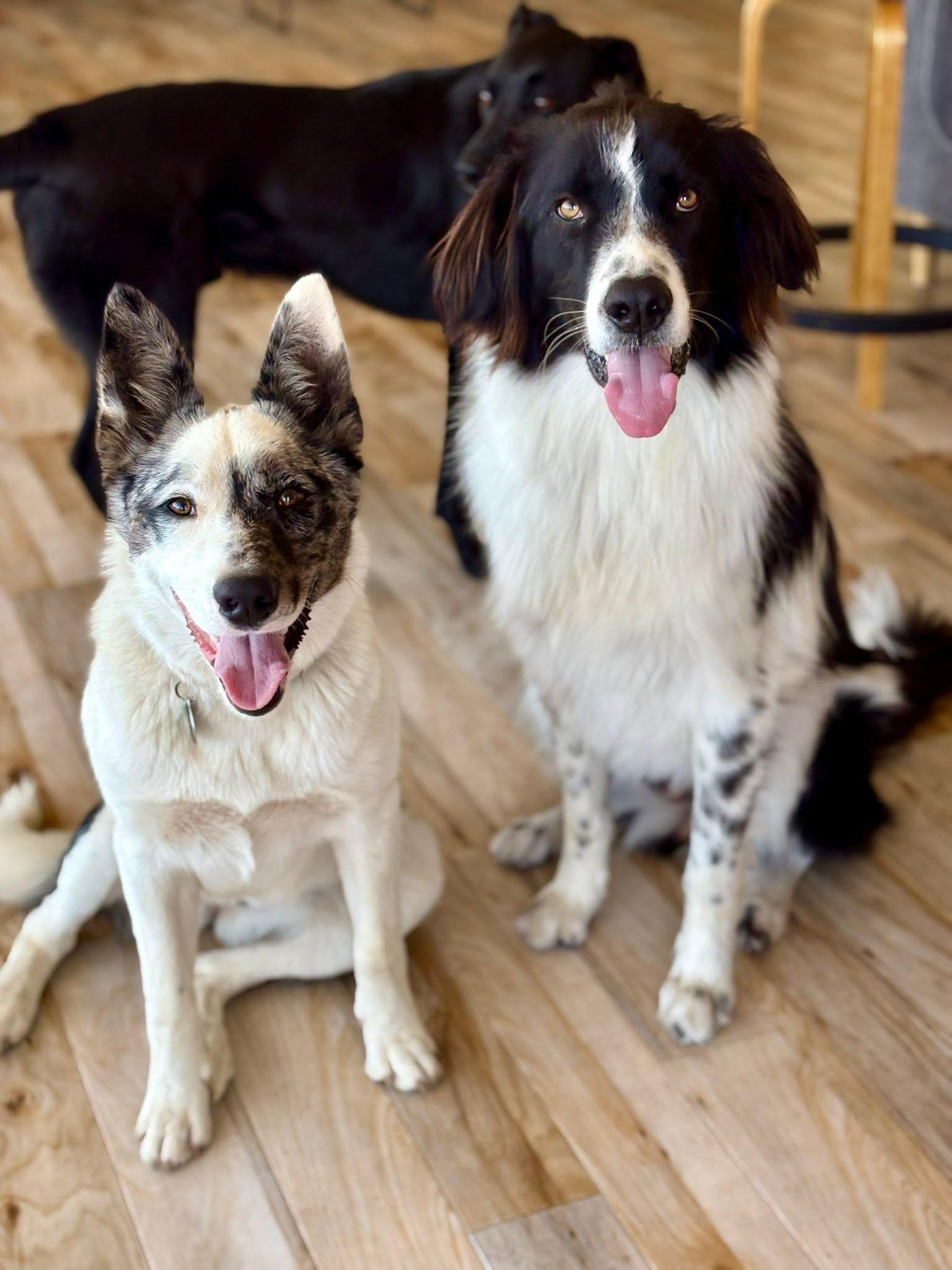 Courtesy listing - Luna, a ADOPTABLE mixed breed in Bend, OR image 3/5