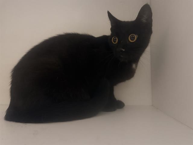 LOOPSY, Adoptable, Young Female Domestic Short Hair.