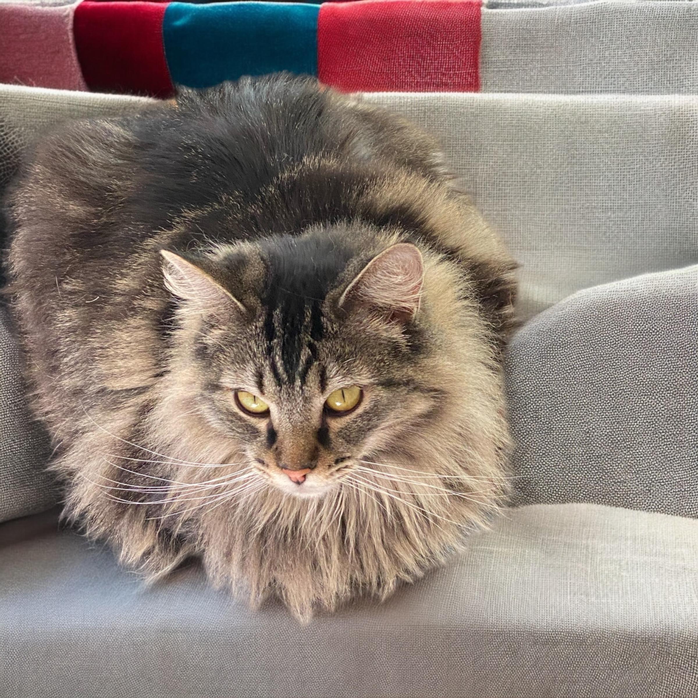 Mamá Jay, a Adoptable Domestic Long Hair in El Cajon, CA image 2/2