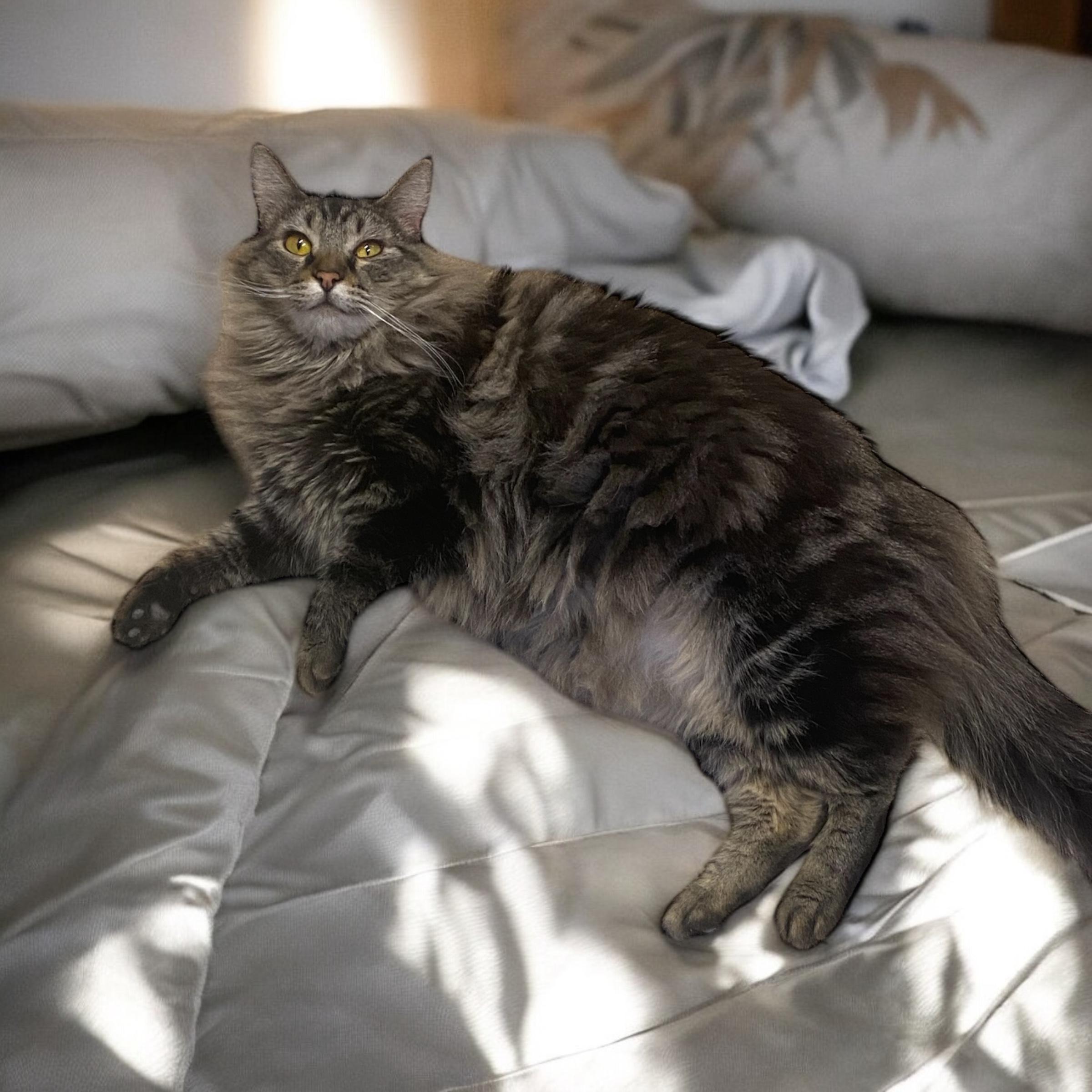 Mamá Jay, a Adoptable Domestic Long Hair in El Cajon, CA image 1/2