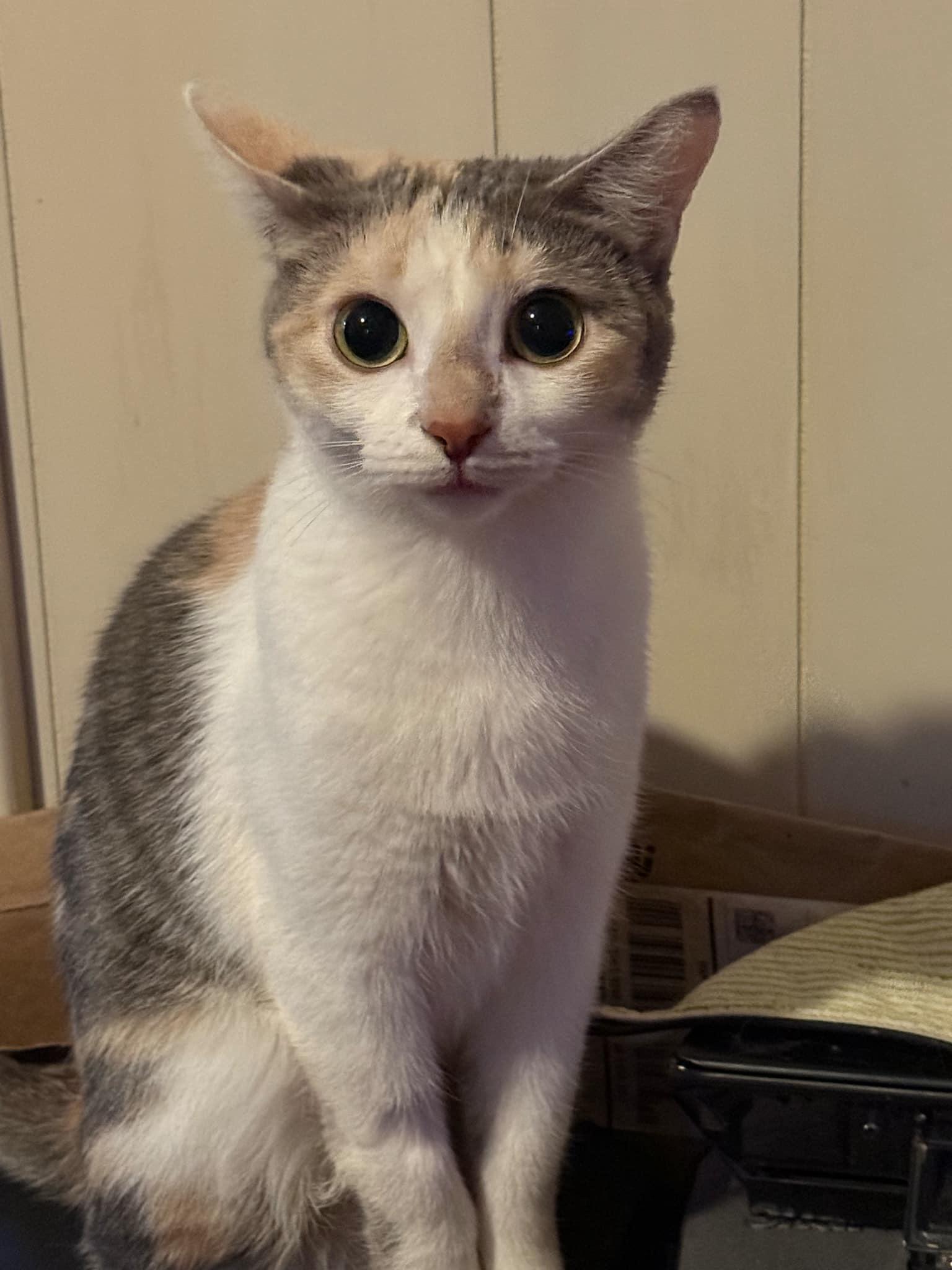 Bombalurina, a Adopted Domestic Short Hair in Waseca, MN image 1/2