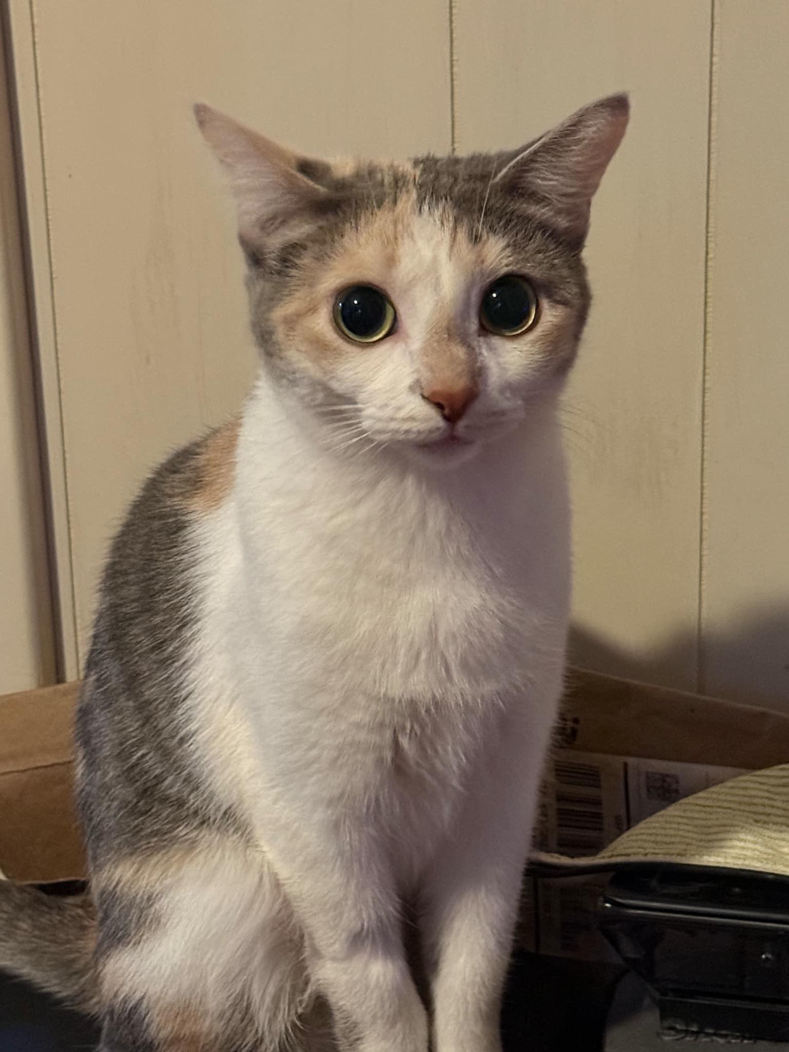 Bombalurina, a Adopted Domestic Short Hair in Waseca, MN image 2/2