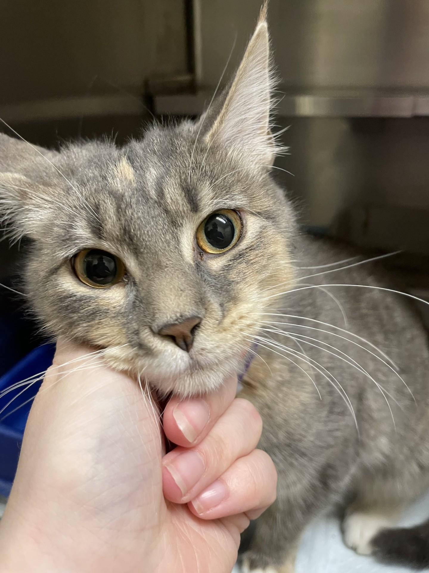 Sophie6535 (RESCUED), ADOPTABLE, Young Female Domestic Short Hair.