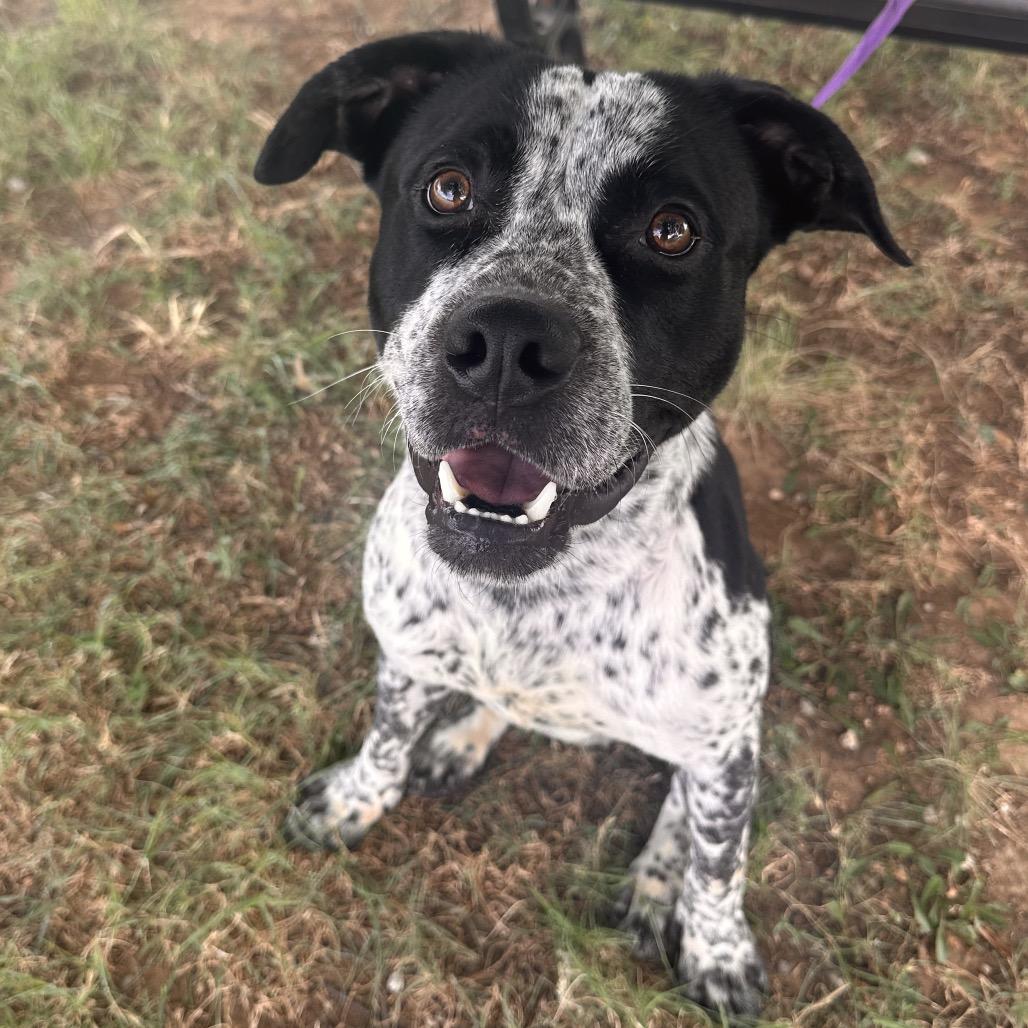 Enlarge Geezer, an adopted mixed breed in Graham, TX image 1/4