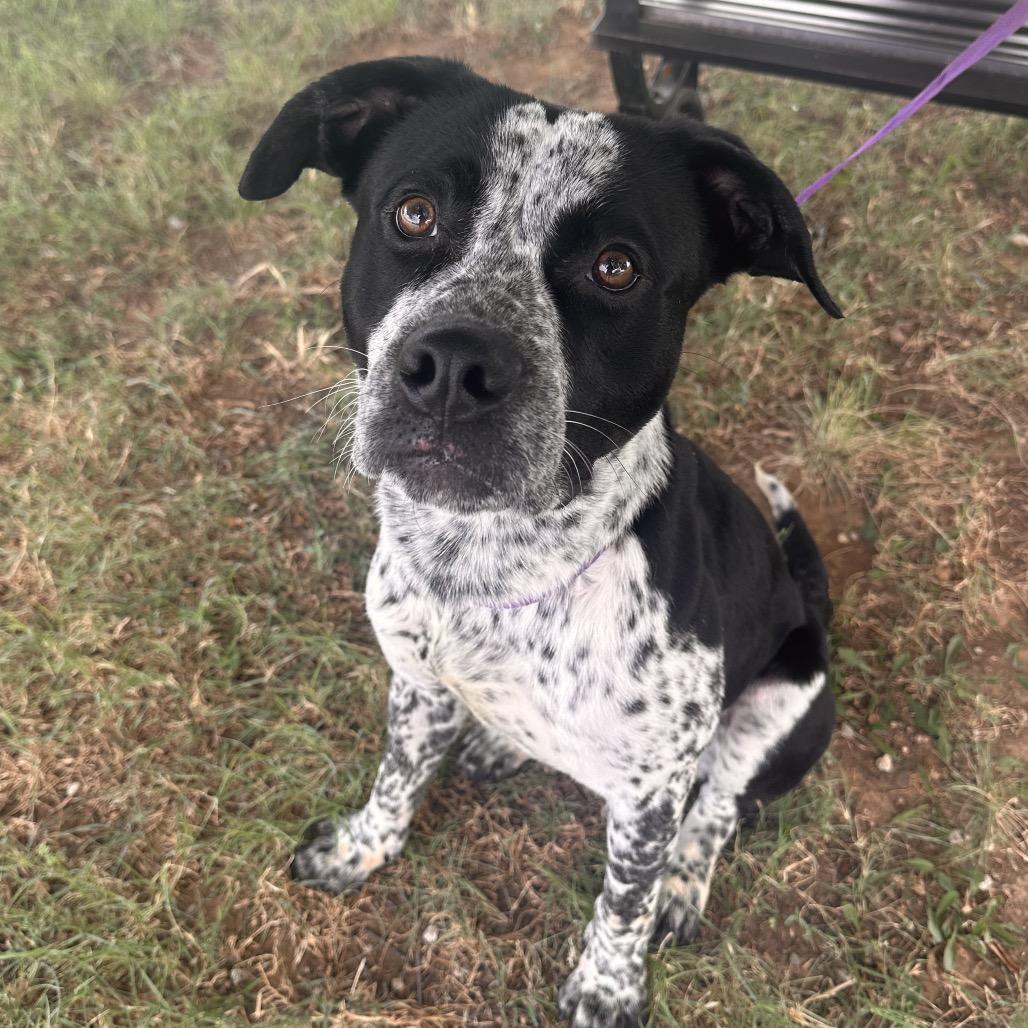 Enlarge Geezer, an adopted mixed breed in Graham, TX image 3/4