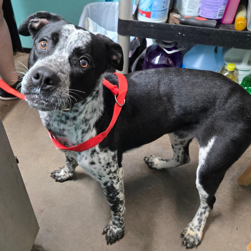 Enlarge Geezer, an adopted mixed breed in Graham, TX image 4/4