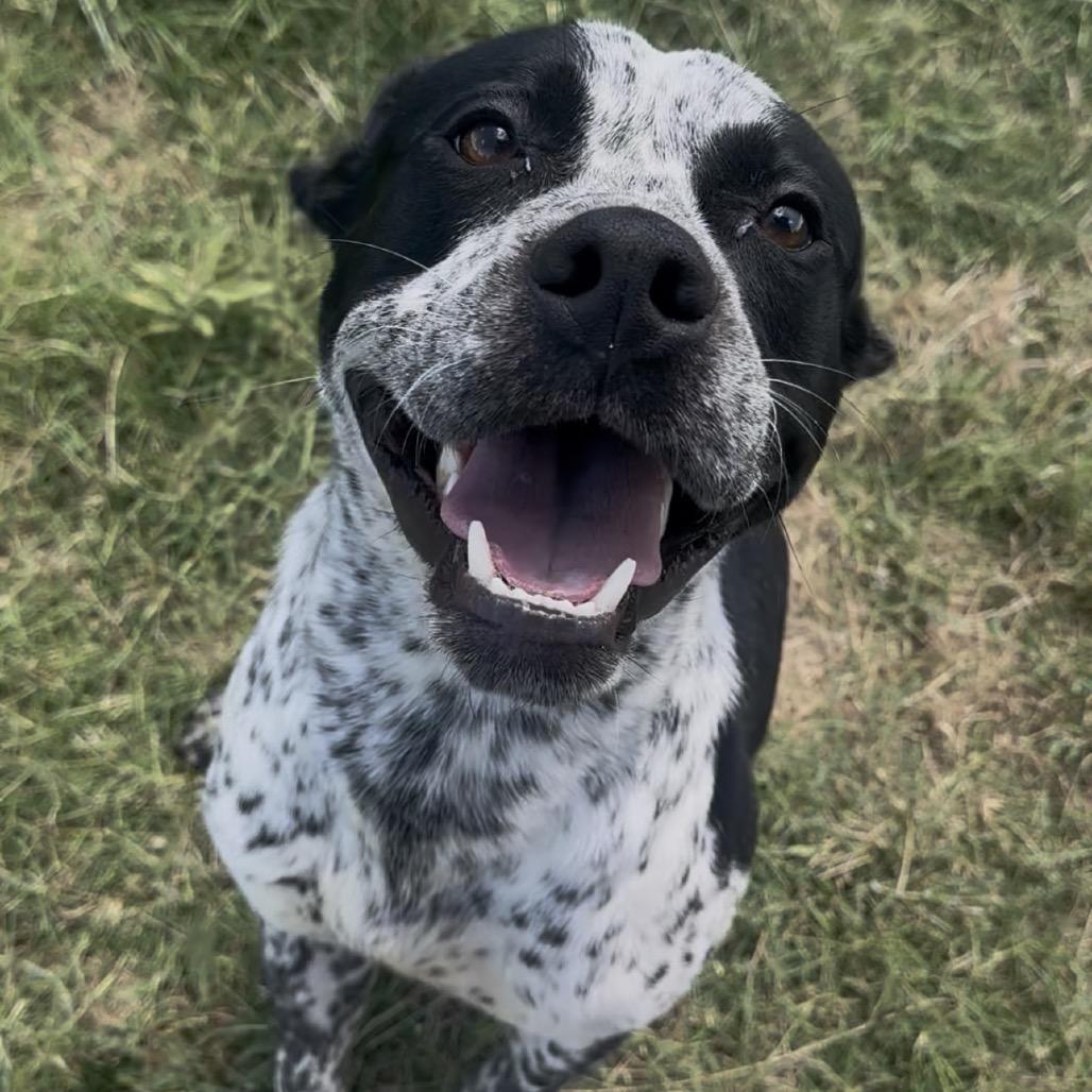 Enlarge Geezer, an adopted mixed breed in Graham, TX image 2/4