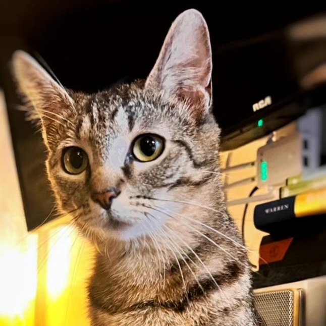 Ivy, Adoptable, Young Female Domestic Short Hair.