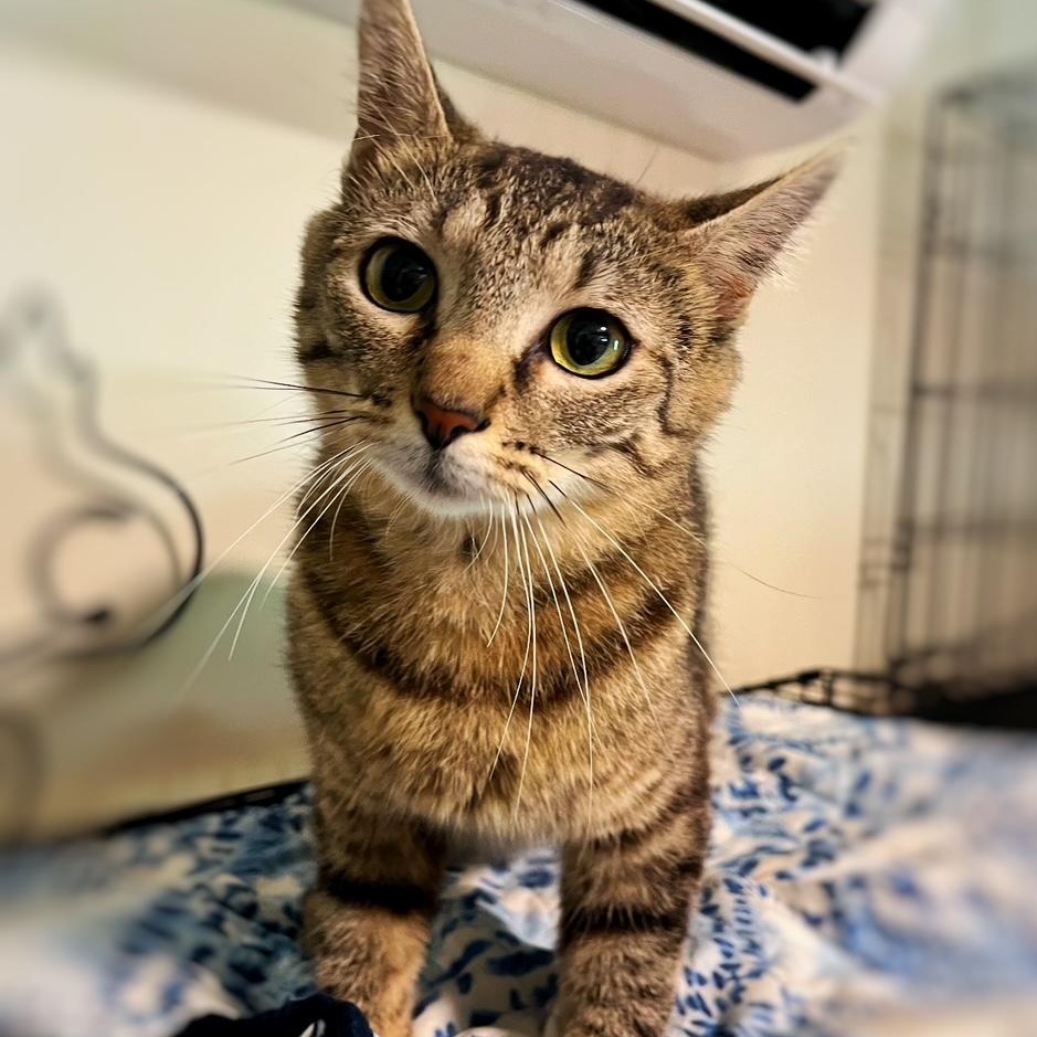 Enlarge Ivy, a Adoptable Domestic Short Hair in Mount Sterling, KY image 2/2