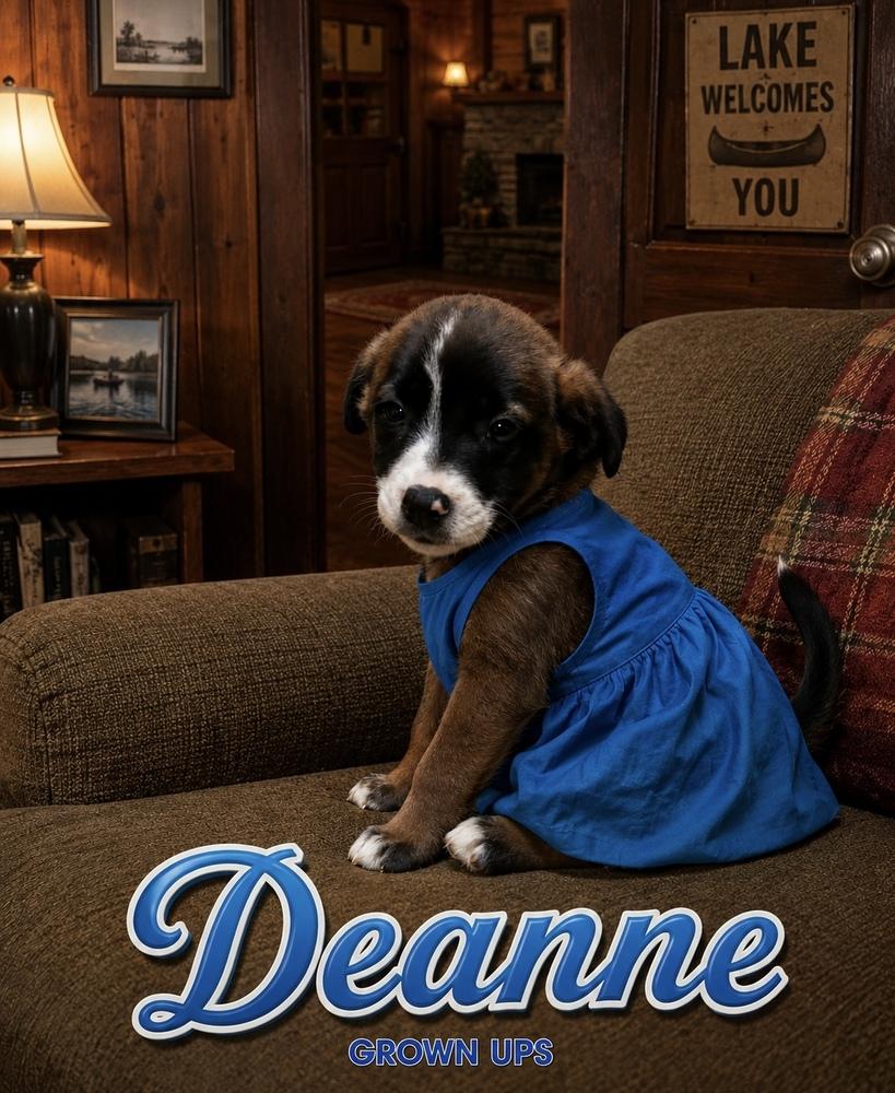 Enlarge Deanne, a Adoptable mixed breed in Irwin, PA image 3/3