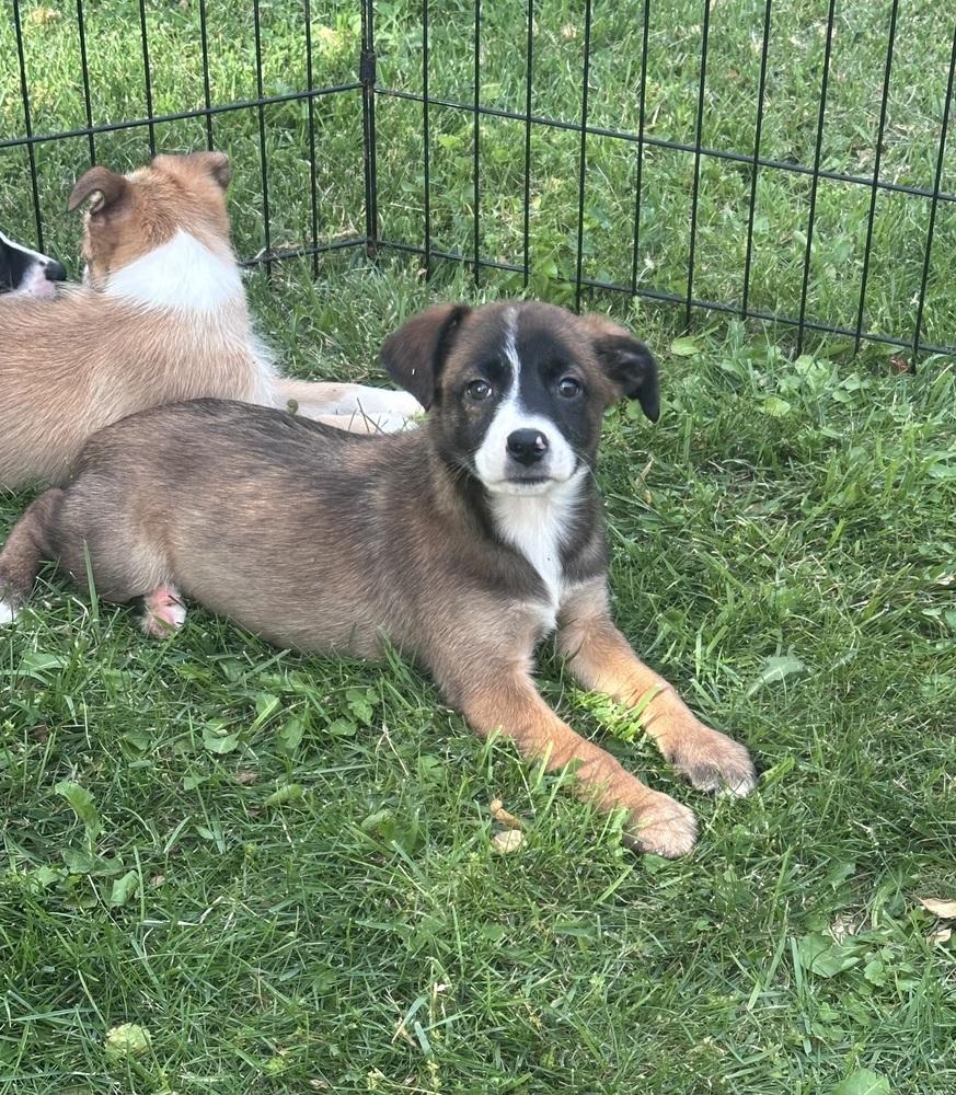 Deanne, Adoptable, Puppy Female Terrier & Mixed Breed.
