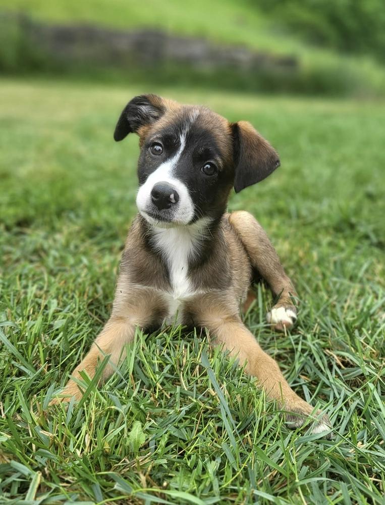Deanne, Adoptable, Puppy Female Terrier & Mixed Breed.