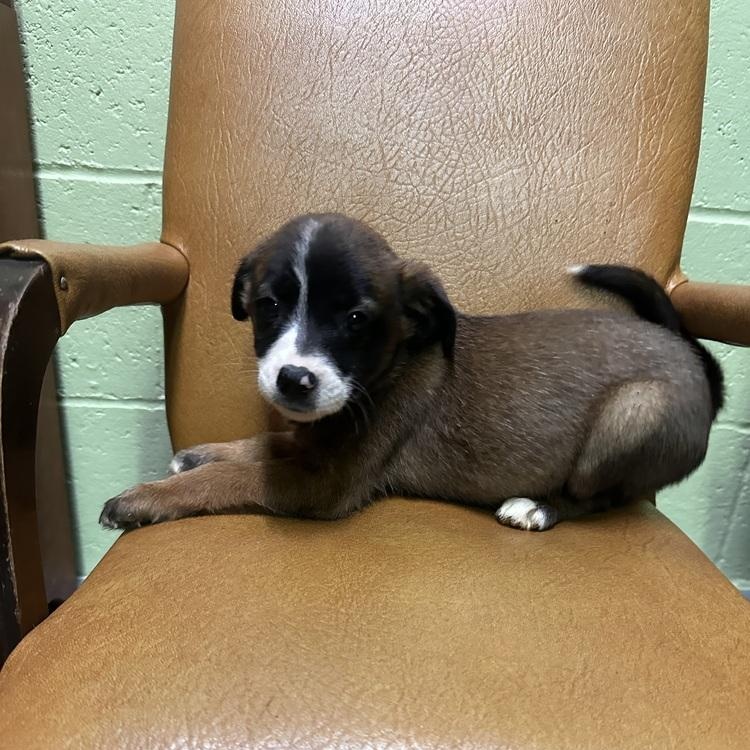 Deanne, Adoptable, Puppy Female Terrier & Mixed Breed.