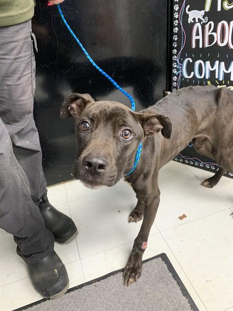 SOLI, Adoptable, Young Female American Staffordshire Terrier.