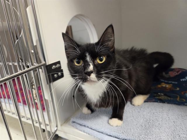 NOR, Adoptable, Young Female Domestic Short Hair.