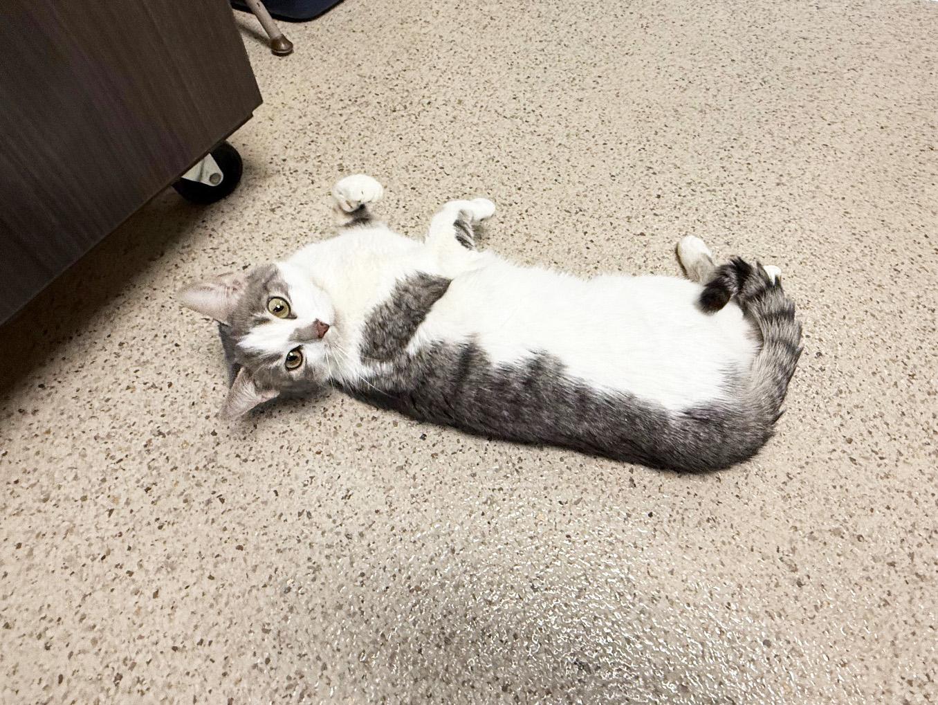 Skyelark - precious little sweetheart!, Adoptable, Young Female Domestic Short Hair.