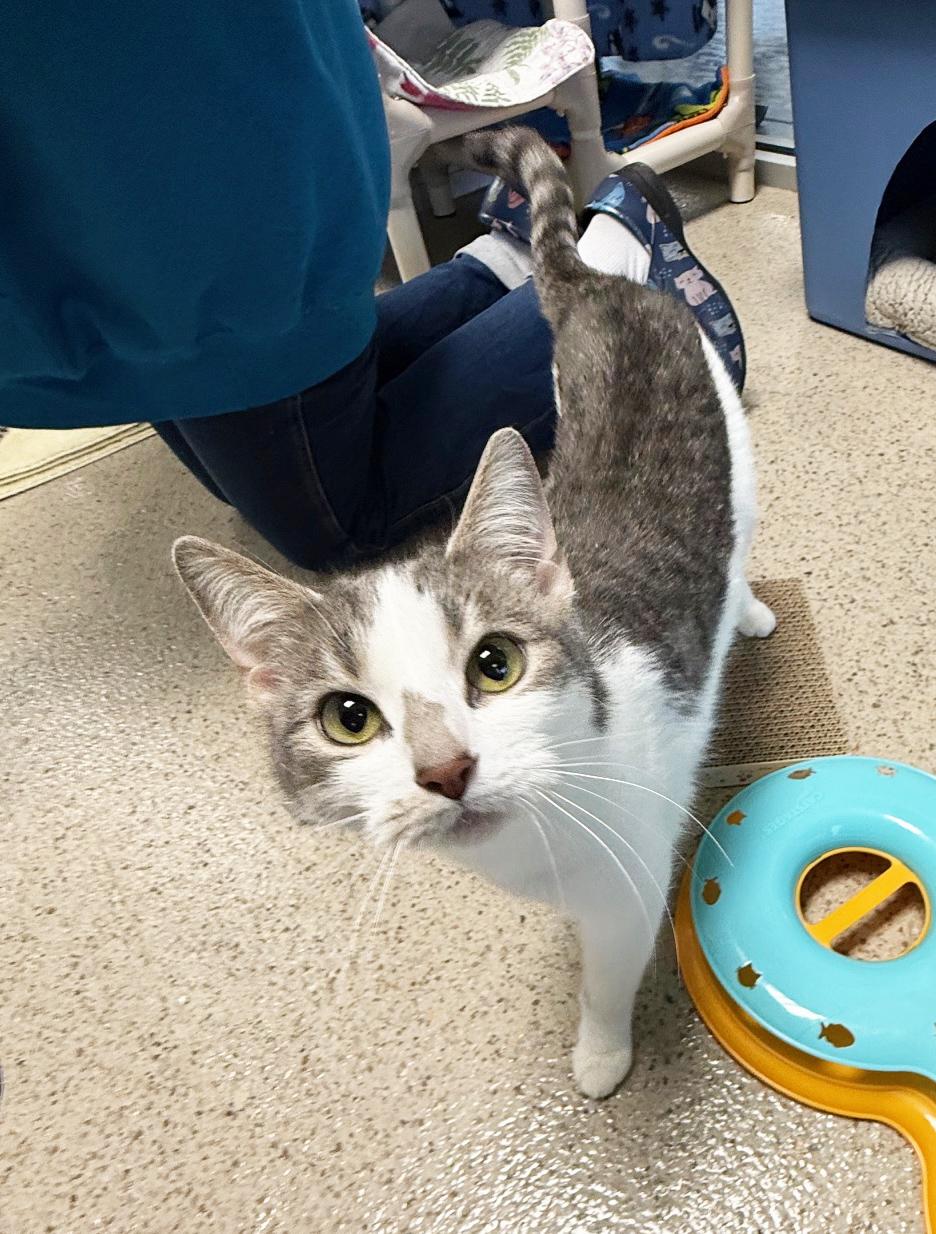 Skyelark - precious little sweetheart!, a Adoptable Domestic Short Hair in Oshkosh, WI image 2/6