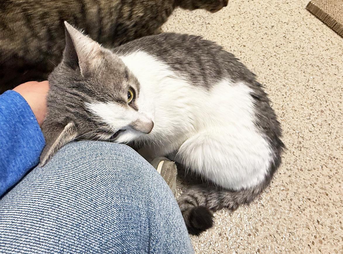 Skyelark - precious little sweetheart!, a Adoptable Domestic Short Hair in Oshkosh, WI image 4/6