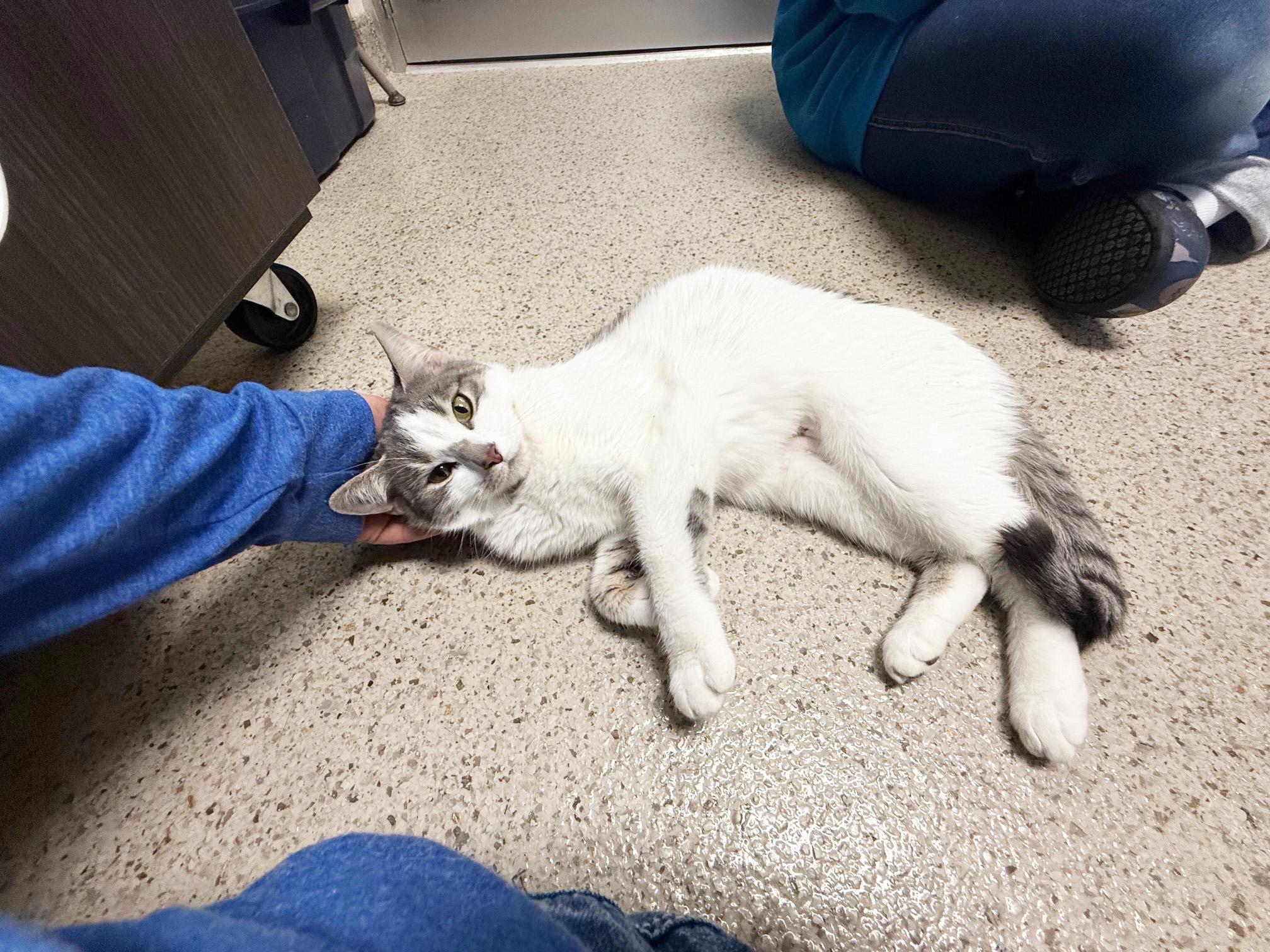 Skyelark - precious little sweetheart!, a Adoptable Domestic Short Hair in Oshkosh, WI image 5/6