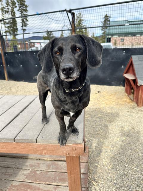 SHELBY, Adoptable, Adult Female Dachshund & Labrador Retriever.