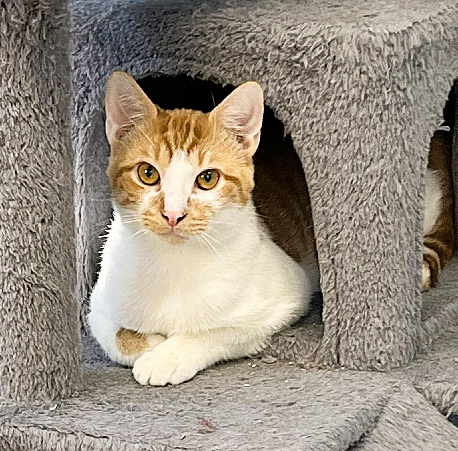 Enlarge Sprout, a Adopted Domestic Short Hair in Bethesda, MD image 1/1