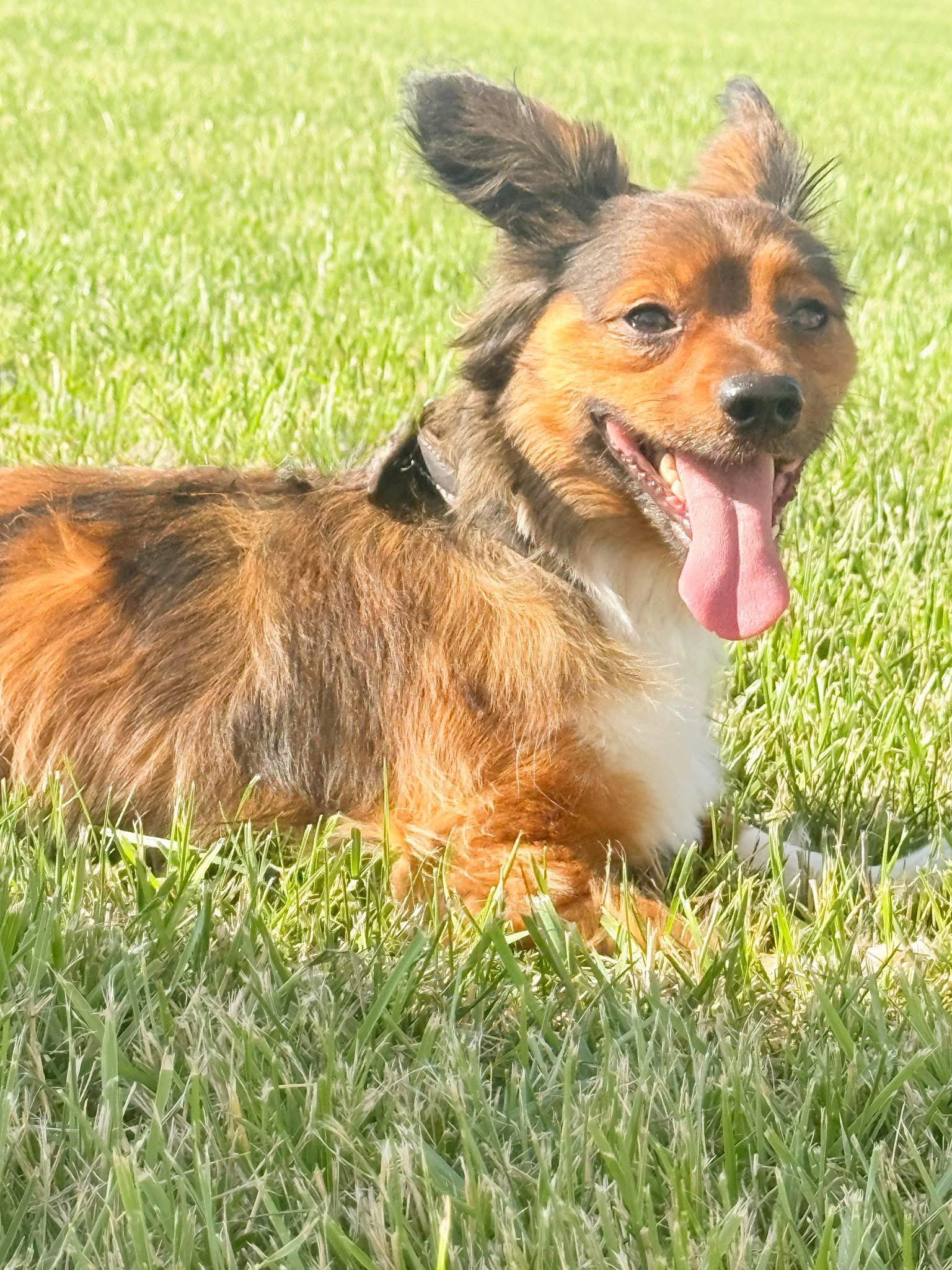 Mac, a Adoptable mixed breed in Georgetown, KY image 1/3