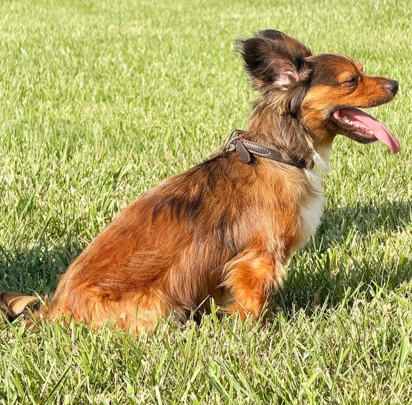 Mac, a Adoptable mixed breed in Georgetown, KY image 3/3